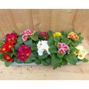 Primula s 10 stuks in tray mix kleuren