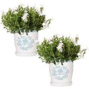 2x Campanula Addenda Ambella White in Malaga sierpotten - potmaat 12cm...
