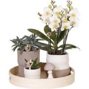 Kolibri Company | Plantenset Slow Living | Witte Phalaenopsis Orchidee...