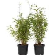 Bamboe - Set van 6 - Fargesia nitida 'Red Dragon' - Hoogte 60-80cm - ?...