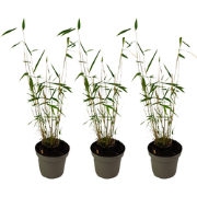 Blauwe bamboe - Set van 3 - Fargesia 'Blue Dragon' - Hoogte 30-40cm - ...