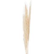 Clayre & Eef Droogbloemen  90 cm Wit Droogbloemen Droogboeket