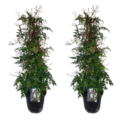 Jasmijn - Set van 2 - Jasminum polyanthum - Hoogte 60-70cm - ?17cm