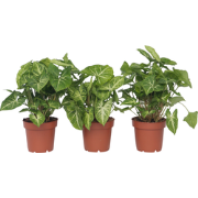 Pijlplant - Set van 3 - Syngonium podophyllum 'Pixie' - Hoogte 25-40cm...