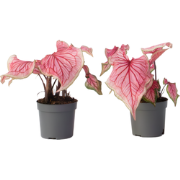 Engelenvleugels - Set van 2 - Caladium 'Sweetheart' - Hoogte 25-40cm -...