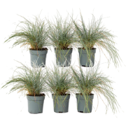Blauw schapegras - Set van 6 - Festuca 'Elijah Blue' - Hoogte 10-15cm ...
