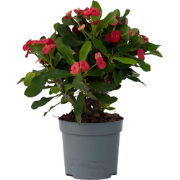Christusdoorn - Euphorbia 'Milii' - Hoogte 25-35cm - ?13cm