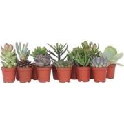 Mini-vetplanten - Set van 12 - Succulent Mix - Hoogte 5-10cm - ?5,5cm