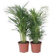 Kamerpalmenset - Set van 2 - Chamaedorea, Dypsis - Hoogte 50-70cm - ?1...