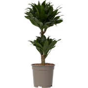Drakenbloedboom - Dracaena surculosa - Hoogte 50-65cm - ?17cm
