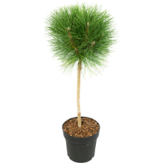 Dwergden - Pinus 'Summer Breeze' - Hoogte 70-80cm - ?24cm