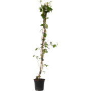 Kamperfoelie - Lonicera x Heckrotti 'American Beauty' - Hoogte 110-120...