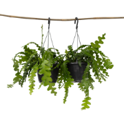 Zaagcactus - Set van 2 - Epiphyllum 'Anguliger' - Hoogte 30-40cm - ?15...