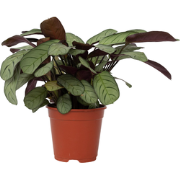 Amagris - Ctenanthe burle-marxii - Hoogte 25-35cm - ?14cm