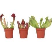 Trompetbekerplant - Set van 3 - Sarracenia purpurea - Hoogte 10cm - ?5...