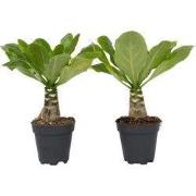Hawaiipalm - Set van 2 - Brighamia 'Insignis' - Hoogte 25-35cm - ?12cm