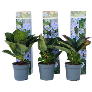 Hortensia - Set van 6 - Hydrangea 'Nizza' - Hoogte 25-40cm - ?9cm