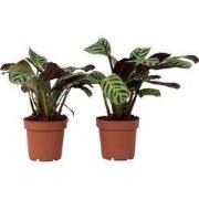 Gebedsplant - Set van 2 - Ctenanthe 'Amagris' - Hoogte 20-30cm - ?12cm