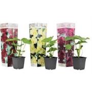 Stookroos - Set van 3 - Alcea rosea - Hoogte 25-40cm - ?9cm