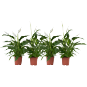 Lepelplant - Set van 4 - Spathiphyllum 'Lima' - Hoogte 60-75cm - ?12cm
