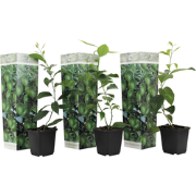 Limoenboom - Set van 3 - Citrus aurantifolia - Hoogte 25-40cm - ?9cm
