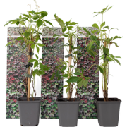 Wilde wingerd - Set van 3 - Parthenocissus quinquefolia - Hoogte 25-40...