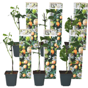 Passiebloem - Set van 6 - Passiflora edulis 'Frederick' - Hoogte 25-40...
