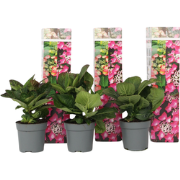 Hortensia - Set van 3 - Hydrangea 'Red Bull' - Hoogte 25-40cm - ?9cm
