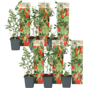 Gojibessen - Set van 6 - Lycium barbarum - Hoogte 25-40cm - ?9cm