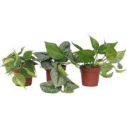 Tropische planten - Set van 3 - Philodendron Epipremnum - Hoogte 25-40...