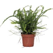 Krulvaren - Nephrolepis 'Duffii' - Hoogte 25-40cm - ?12cm
