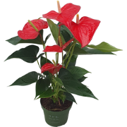 Flamingoplant - Anthurium 'Royal Champion' - Hoogte 35-45cm - ø12cm