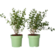 Eucalyptusplant - Set van 2 - Eucalyptus Botanic Hearts - Hoogte 35-45...