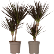 Drakenbloedboom - Set van 2 - Dracaena 'Magenta' - Hoogte 70-80cm - ?1...