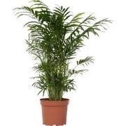 Dwergpalm - Chamaedorea elegans - Hoogte 50-60cm - ?17cm