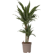 Drakenbloedboom - Dracaena Deremensis 'Warneckei' - Hoogte 60-70cm - ?...