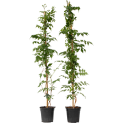 Trompetbloem - Set van 2 - Campsis 'Mme Galen' - Hoogte 110-120cm - ?1...