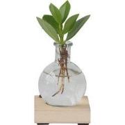 Varkensboom in glas met verlichting - Clusia rosea - Hoogte 15-20cm - ...