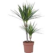 Drakenbloedboom - Dracaena marginata - Hoogte 70-80cm - ?17cm