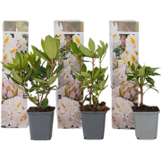 Rhododendron - Set van 3 - Cunningham's White - Hoogte 25-40cm - ?9cm
