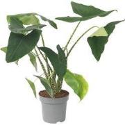 Olifantsoor - Alocasia 'Zebrina' - Hoogte 140-150cm - ?32cm