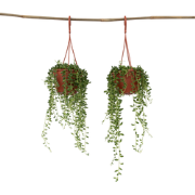 Erwtenplant - Set van 2 - Senecio rowleyanus - Hoogte 10-20cm - ?12cm