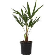 Chinese Waaierpalm - Set van 4 - Trachycarpus Fortunei - Hoogte 35-45c...