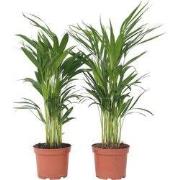 Areca goudpalm - Set van 2 - Dypsis lutescens - Hoogte 60-70cm - ?17cm
