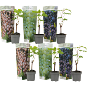 Druivenplant - Set van 6 - Vitis vinifera - Hoogte 25-40cm - ?9cm