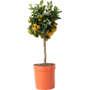 Sinaasappelboom - Citrus mitis 'Calamondin' - Hoogte 55-65cm - ?19cm