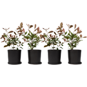 Glansmispel - Set van 4 - Photinia fraseri 'Red Robin' - Hoogte 30-40c...
