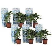 Hortensia - Set van 6 - Hydrangea macrophylla 'Bavaria' - Hoogte 25-40...