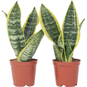 Vrouwentong - Set van 2 - Sansevieria 'Futura Superba' - Hoogte 35-40c...