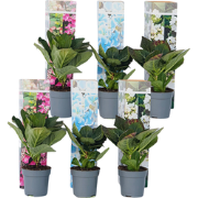 Hortensia - Set van 6 - Hydrangea macrophylla - Hoogte 25-40cm - ?9cm